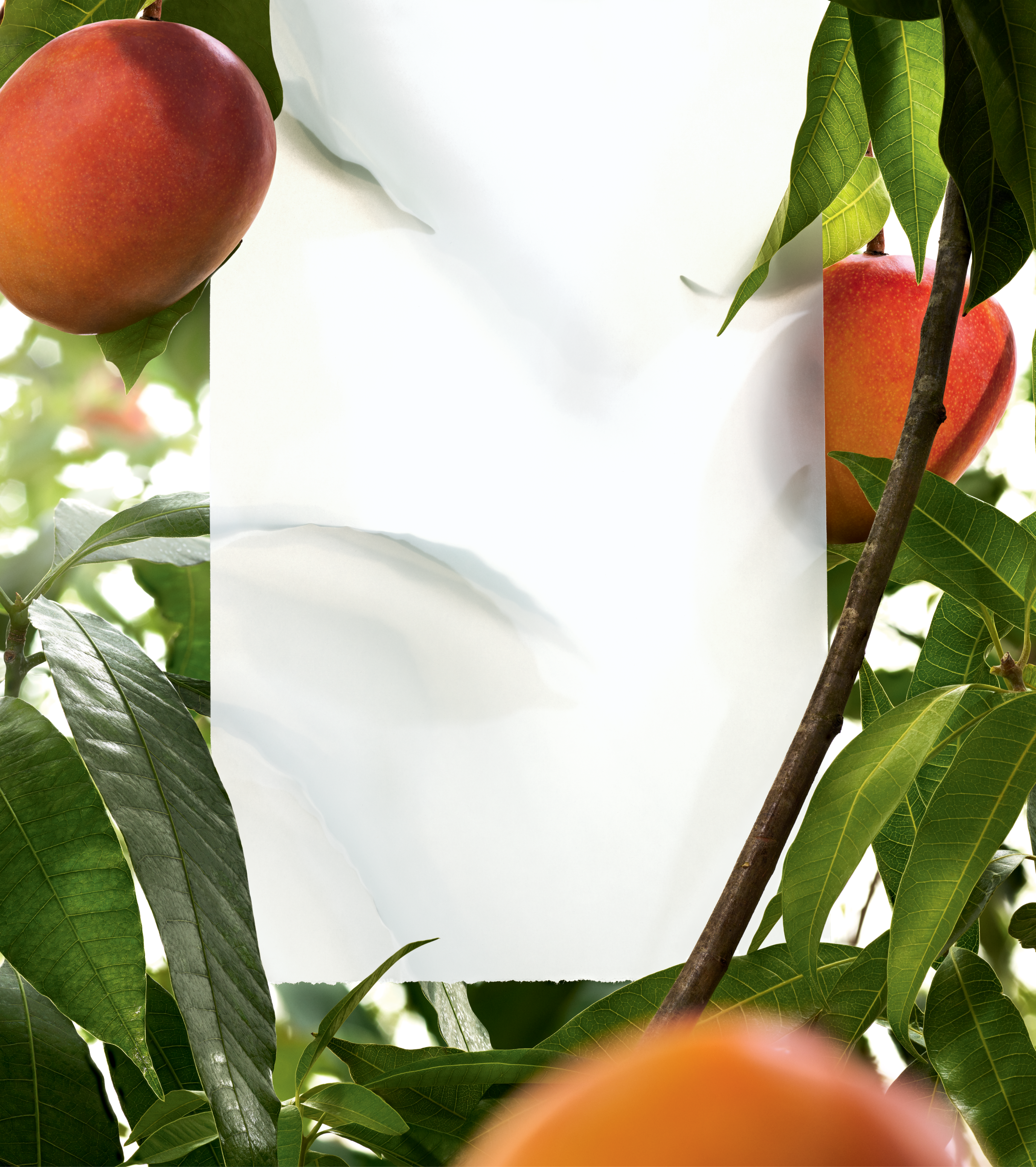 kl_hair_mango_with feuille 577x650